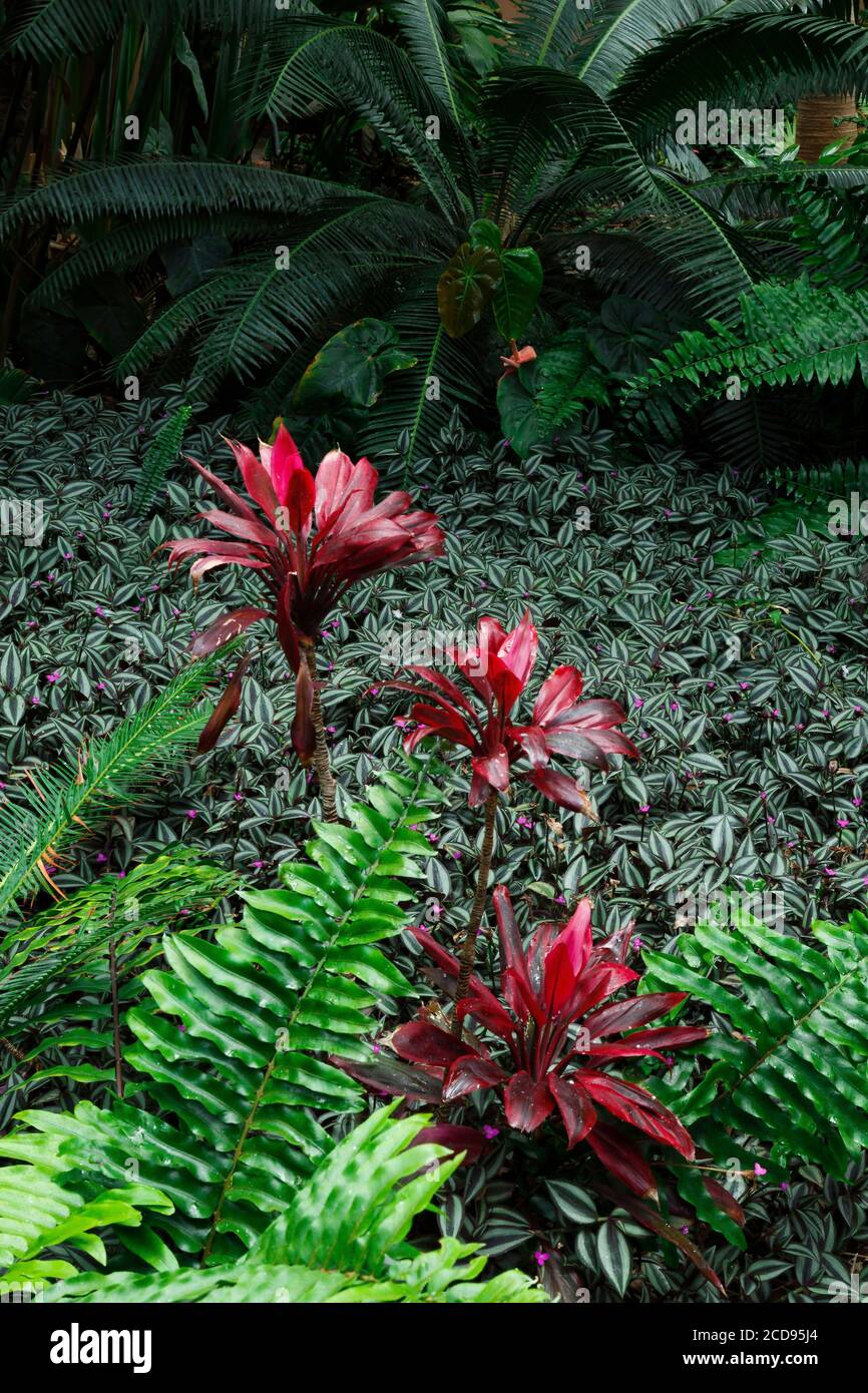 Spain, Canary Islands, La Palma, detail of plants and tropical-style ocean flowers on rocky and volcanic soil Stock Photo
