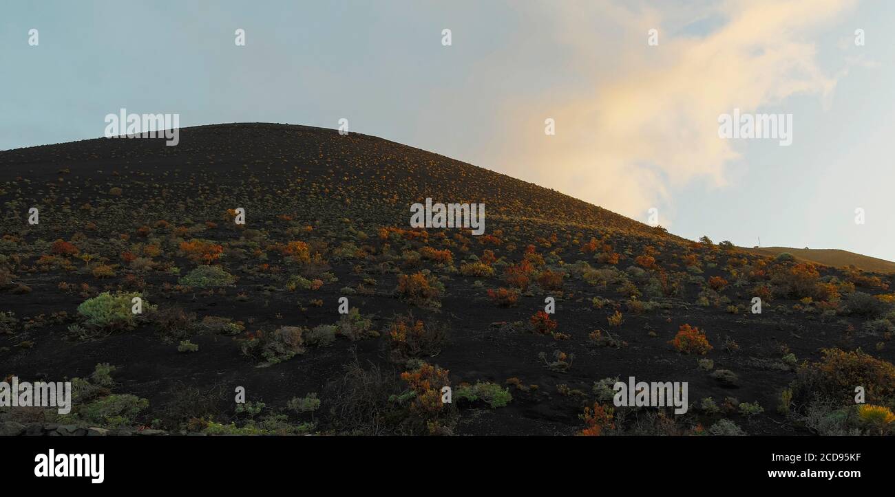 Spain, Canary Islands, La Palma, vegetal and mineral textures of a volcanic island at sunrise Stock Photo
