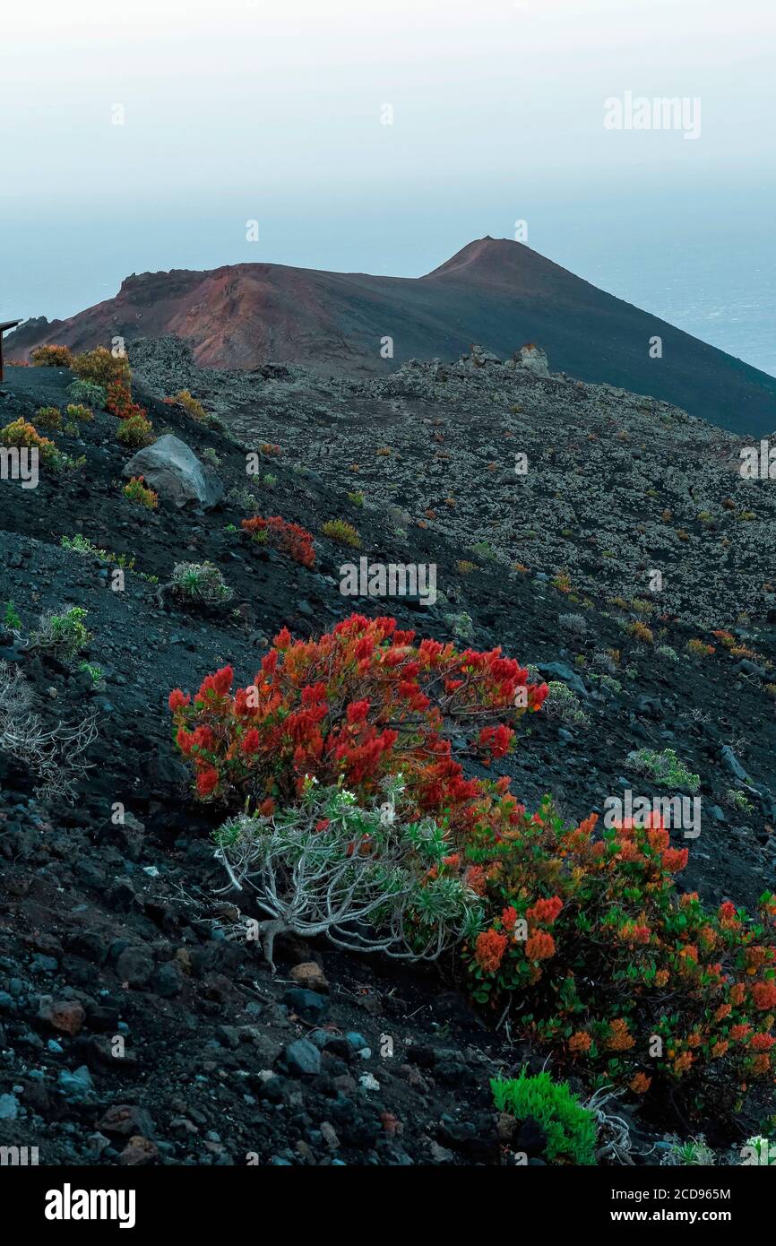 Spain, Canary Islands, La Palma, vegetal and mineral textures of a volcanic island at sunrise Stock Photo