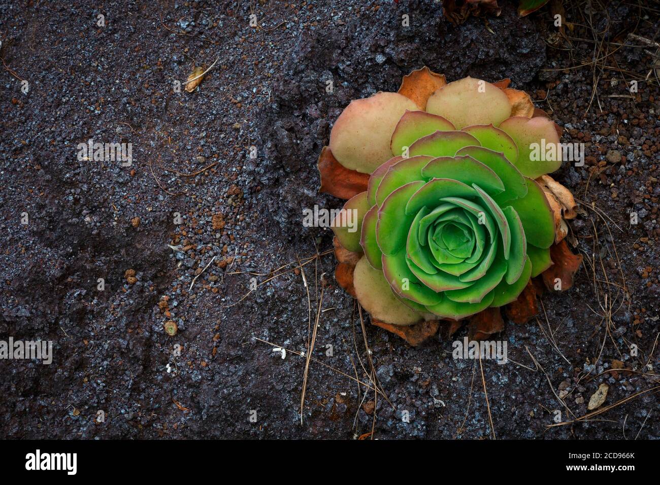 Spain, Canary Islands, La Palma, detail of plants and tropical-style ocean flowers on rocky and volcanic soil Stock Photo