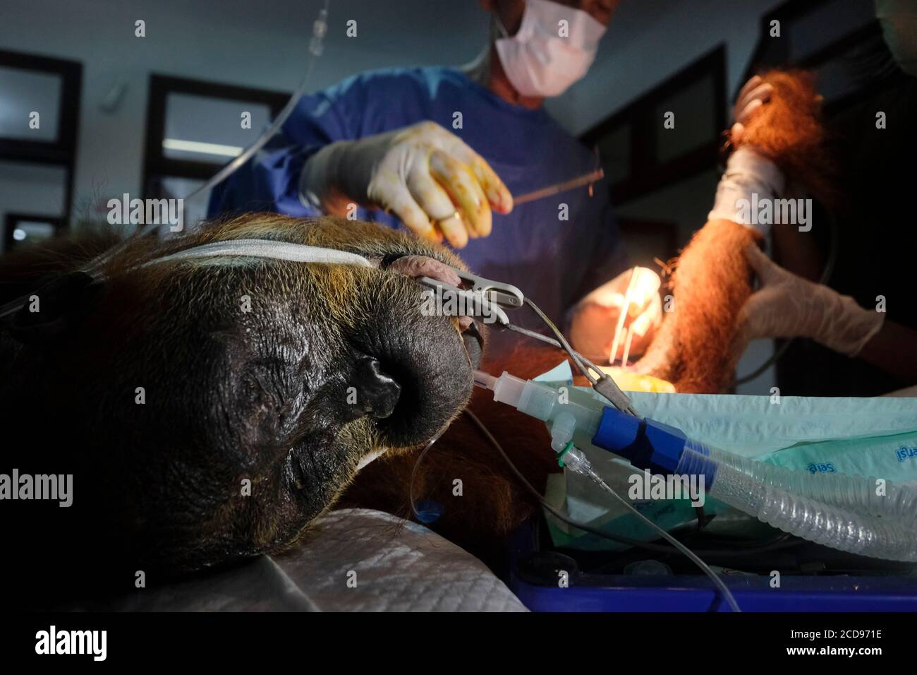 Indonesia, Sumatra, SOCP Quarantine Center, rescuing orangutans in difficulty by Dr. Andreas Messikommer, Swiss surgeon specialized in orthopedic and traumatological surgery, before socialization and reintroduction into their natural environment Stock Photo