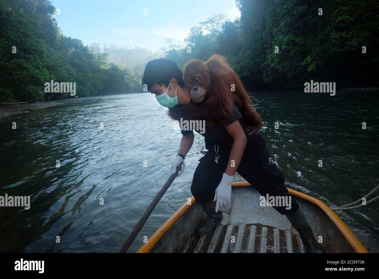 Indonesia, Sumatra, Rescuing troubled orangutans, care and resocialization for reintroduction into the wild Stock Photo