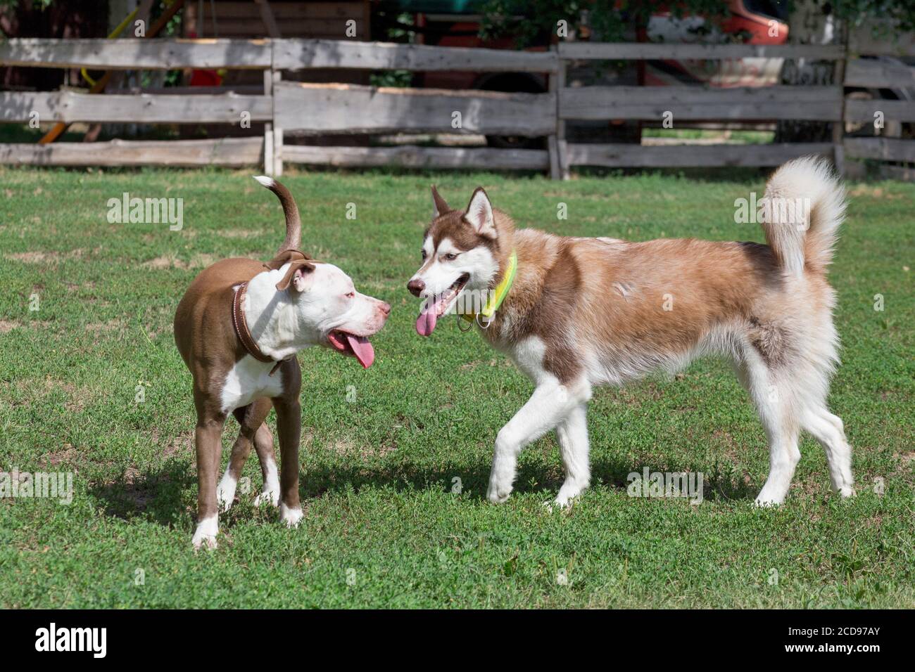 Husky bull cheap terrier