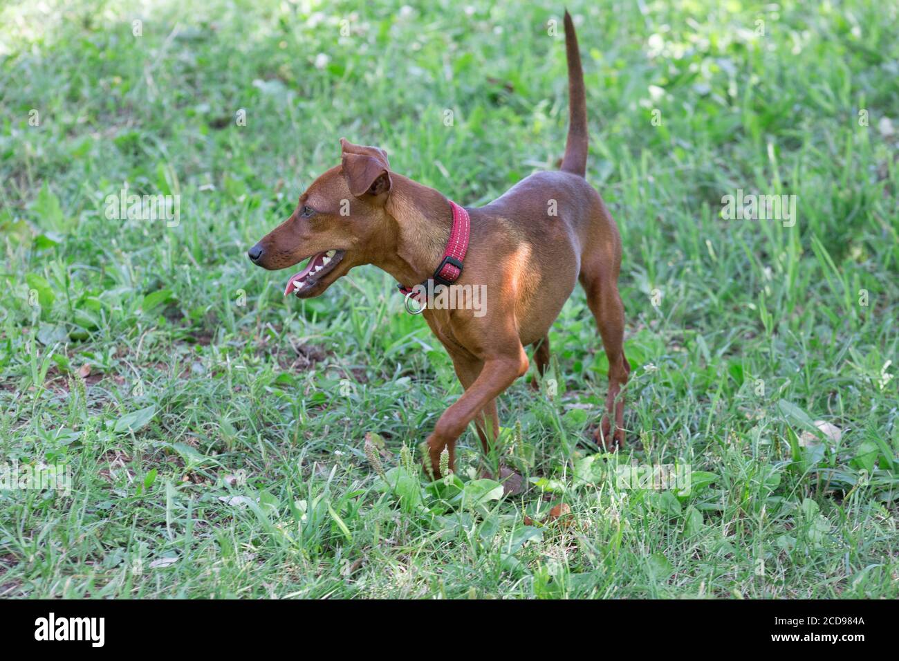 Zwergpinscher puppy is walking on a green grass in the summer park. Pet animals. Purebred dog. Stock Photo