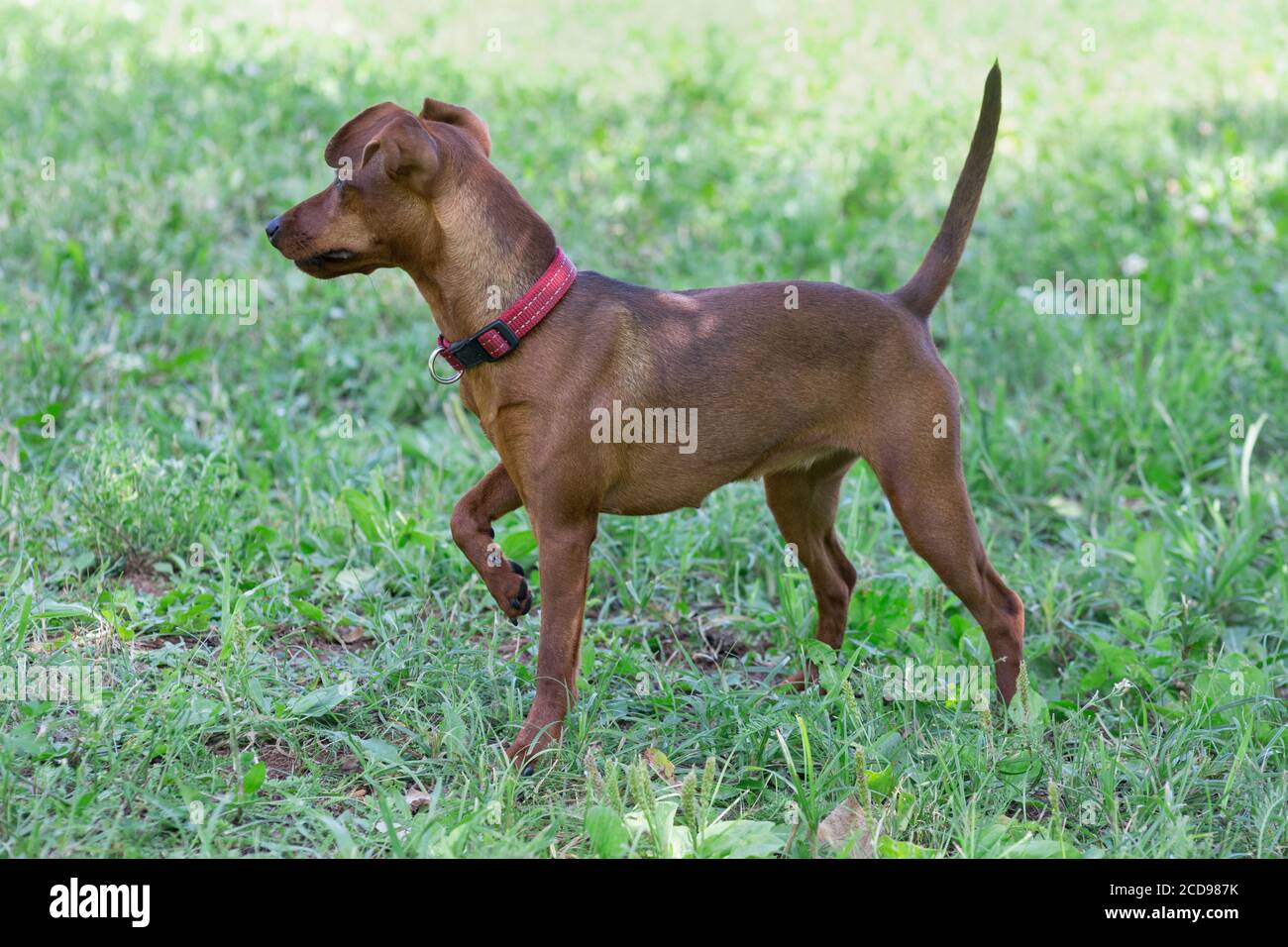 Zwergpinscher puppy is standing on a green grass in the summer park. Pet animals. Purebred dog. Stock Photo