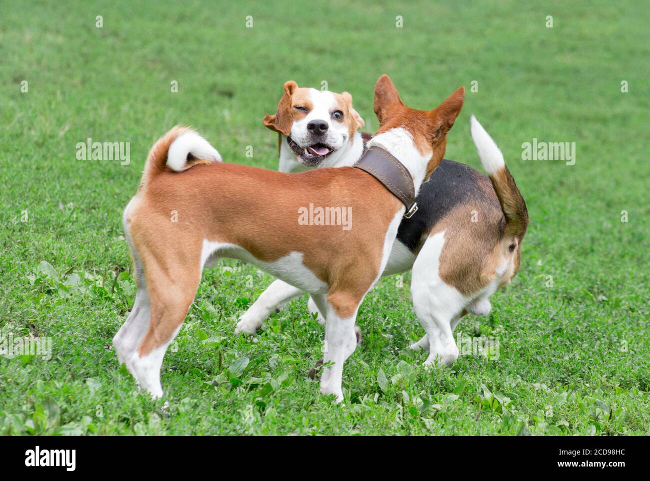 Cute basenji puppy and english beagle puppy are playing on a green grass in the summer park. Pet animals. Purebred dog. Stock Photo