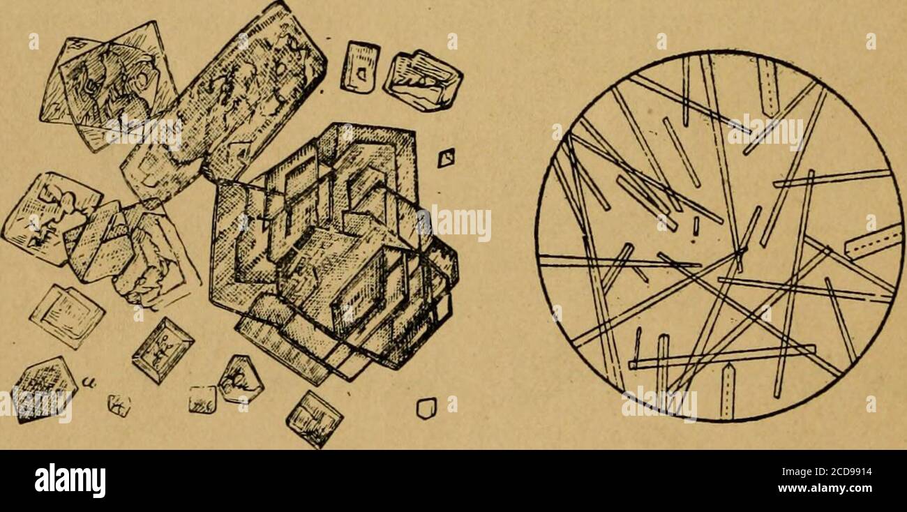 . The examination of the urine of the horse and man . cc. of baryta
