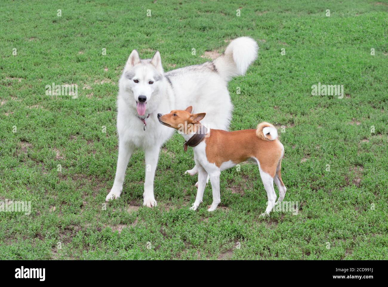 Cute basenji puppy and siberian husky are standing on a green grass in the summer park. Pet animals. Purebred dog. Stock Photo