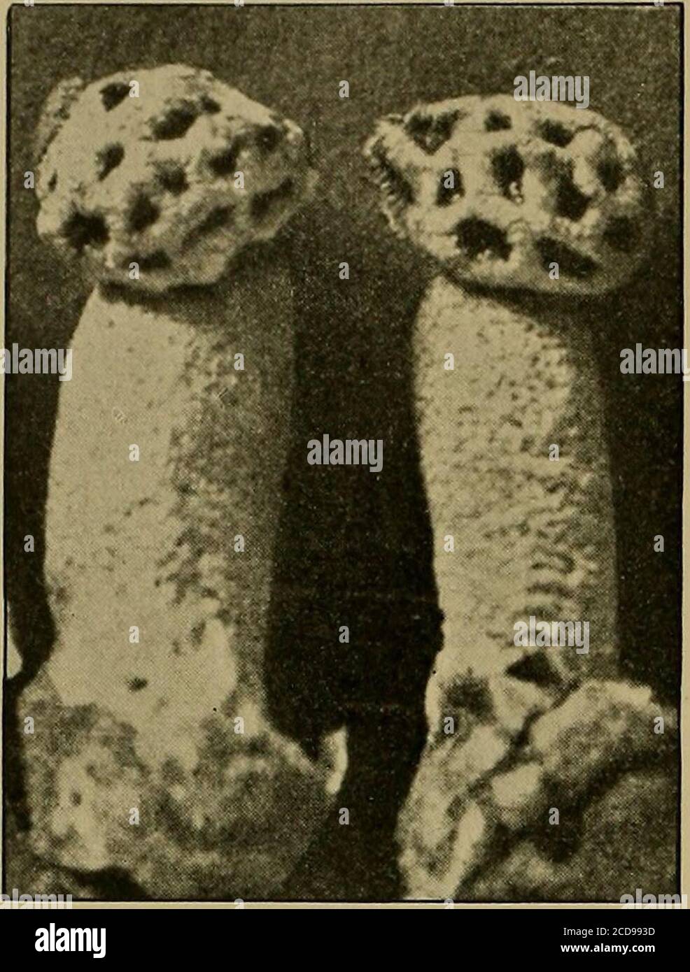. Journal of the Bombay Natural History Society . I, p. 812. Syd., p. 373, on leaves of Populus ciliata, Murree.—Known also fromEurope and North America. Taphrina maculans, Butl. Syd., p. 373, on leaves of Curcuma longa, Dehra Dun; on CurcumaAmada, Saharanpur; on Curcuma angustifolia, Kumaon, Himalaya ; onleaves of Zingiber Casumunar, Rangpur; on Zingiber zerumhet, Behar. 12.—L ABOULBENIACE^. Sphaleromyces indicus, Thaxt. Syll. XVI, p. 692,On Pinophilus, Malabar.Ceraiomyces Selinae, Thaxt. Syll. XVII, p. 918.On Selina Westermanni, India ; (locality unknown).Enarthromyces indicus, Thaxt. Syll. Stock Photo