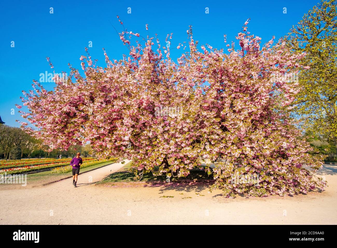 France, Paris, the Garden of Plants with in the foreground a Japanese cherry blossom (Prunus serrulata) Stock Photo