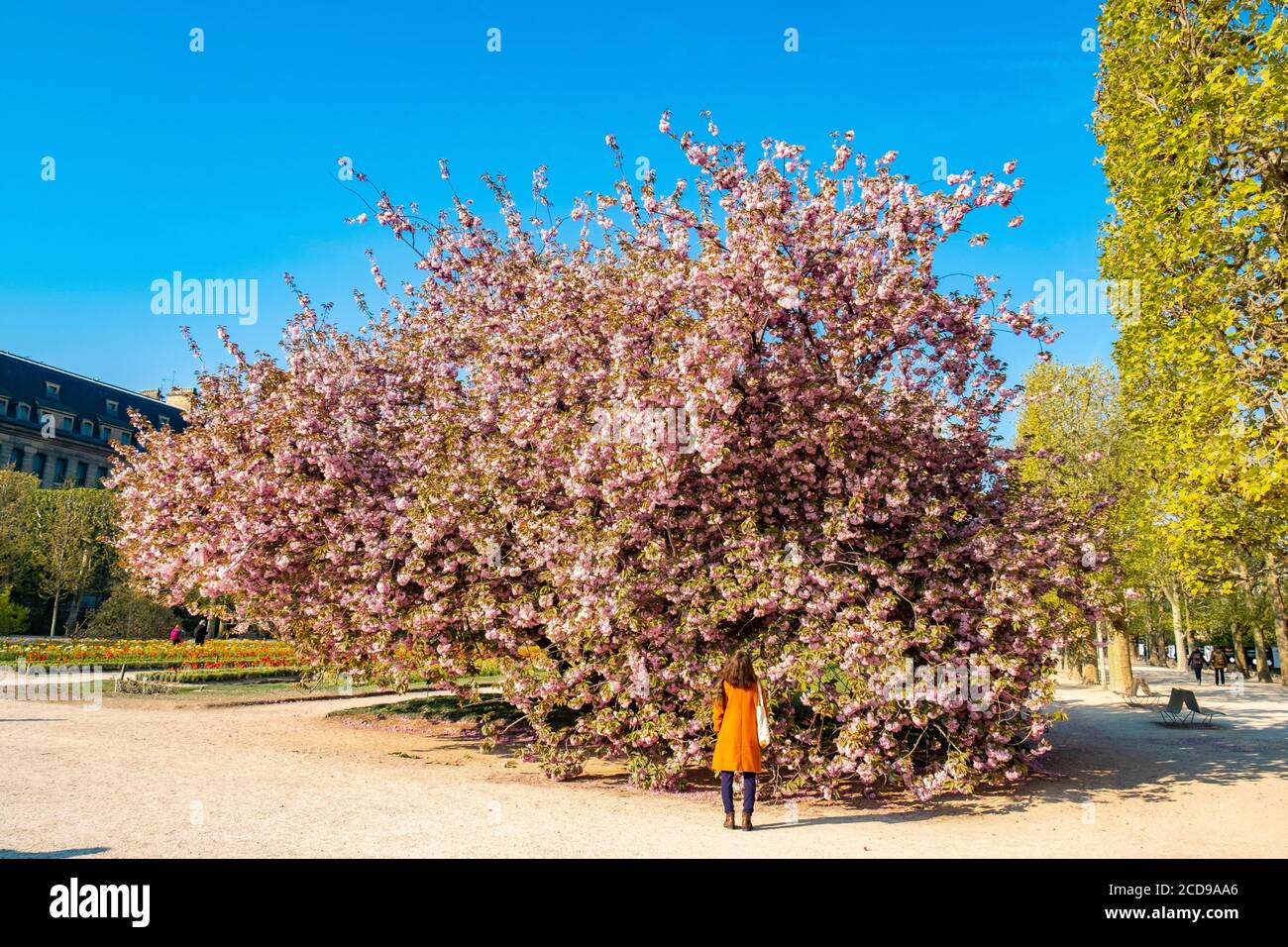France, Paris, the Garden of Plants with in the foreground a Japanese cherry blossom (Prunus serrulata) Stock Photo