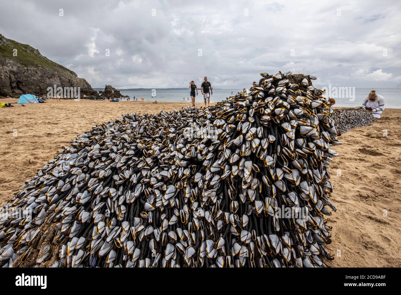 Goose barnacles attached to an old tree washed up at Barafundle Bay along West Wales Coastal Path in Pembrokeshire, United Kingdom Stock Photo