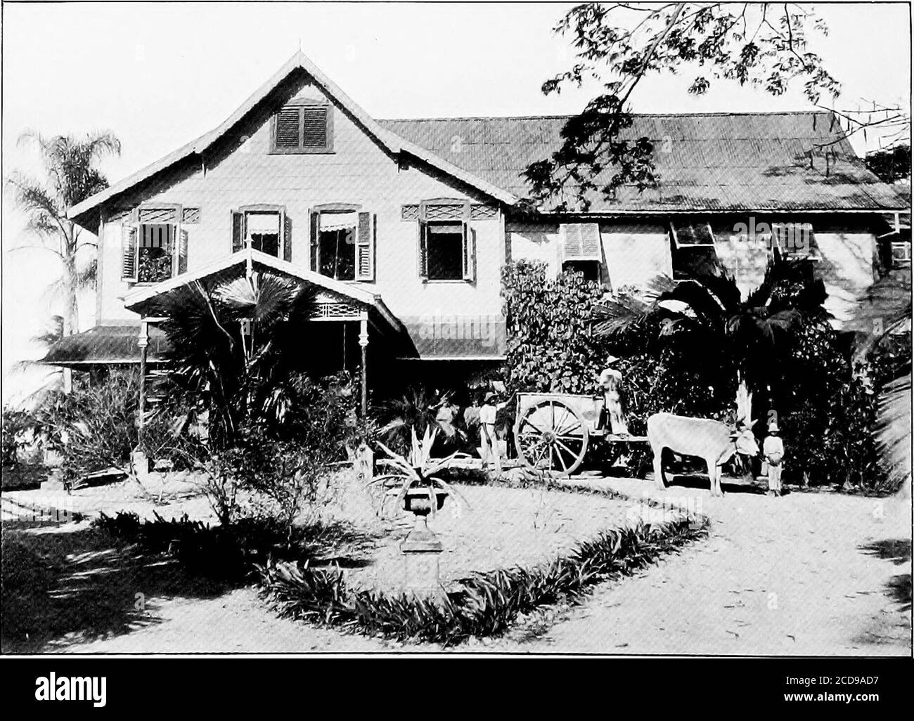 . Life and adventure in the West Indies; a sequel to Adventures in search of a living in Spanish-America . Rubber (to the left), Coco-nuts (in centre) and Cocoa (to the right) onSt. Marie Estate.. House of St. Marie Estate. IN TRINIDAD 243 of a new industry which as yet had brought in no return. Thephotograph taken illustrates the three principal agricultural productsof the estate. To the left are the rubber trees, in the centre somecoco-nut palms can be seen in the distance, while to the right of thegrassy road is a cocoa plantation where the trees are scarcely shadedby the almost leafless bo Stock Photo