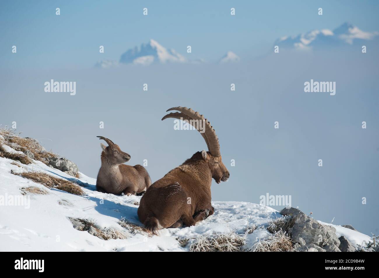 France, Haute Savoie, Bargy massif, wild fauna alpine old male ibex during the rutting period and its female Stock Photo