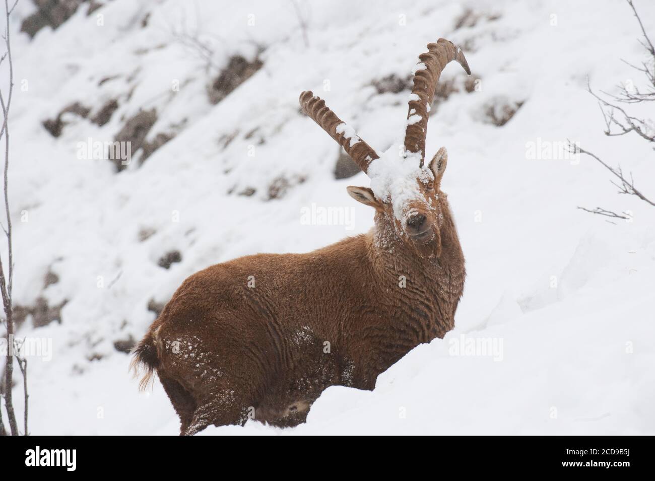 France, Haute Savoie, Bargy massif, alpine wild fauna, old ibex males competing during the rutting season Stock Photo