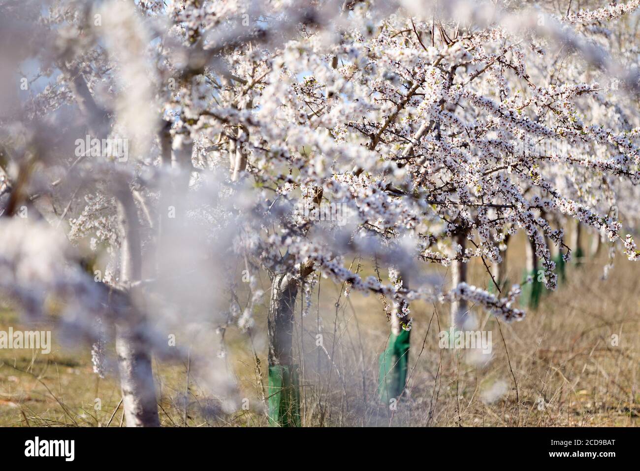 France, Alpes de Haute Provence, Brunet, almond trees in bloom Stock Photo