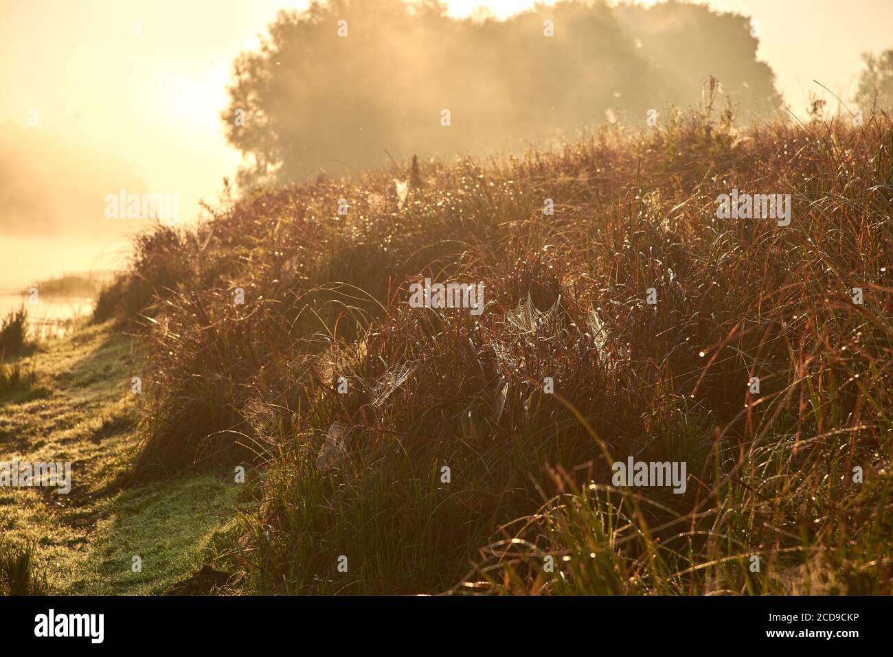 Beautiful spiderweb in the dew in the thickets of grass at dawn in the fall. Stock Photo