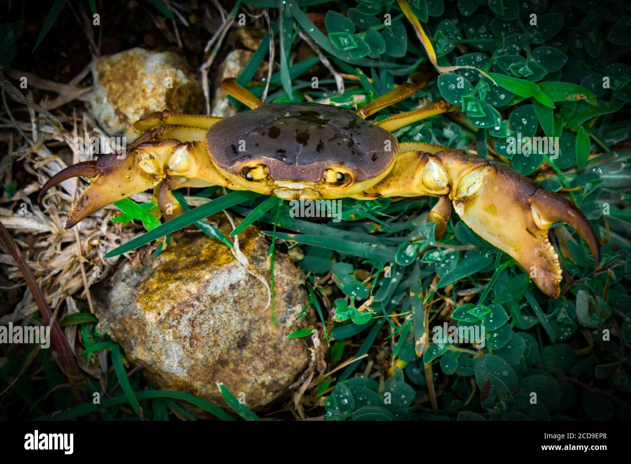 Suit of armour close up hi-res stock photography and images - Alamy
