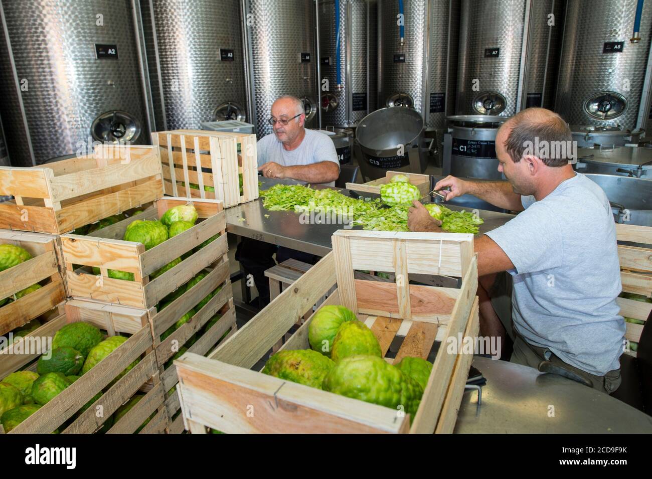 France, Haute Corse, Aleria, Pietra and Mavella distillery, citron (citrus medica), citrus fruit typical of Corsica, hand peel peeling workshop Stock Photo