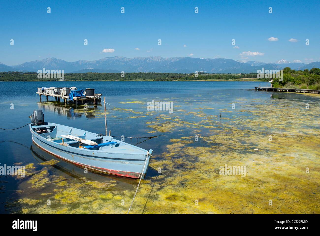 France, Haute Corse, Eastern plain Ghisonaccia, the pond of Urbino, natural area of ecological interest, faunistic and floristic, wooden fisherman's boat and concentration of frog eggs which gives this yellow color Stock Photo