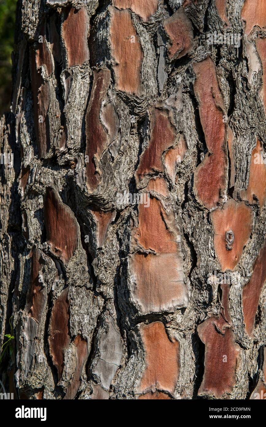 France, Haute Corse, Ghisonaccia, eastern plain, the protected natural site of Pinia, in the natural forest, pine bark maritime Stock Photo