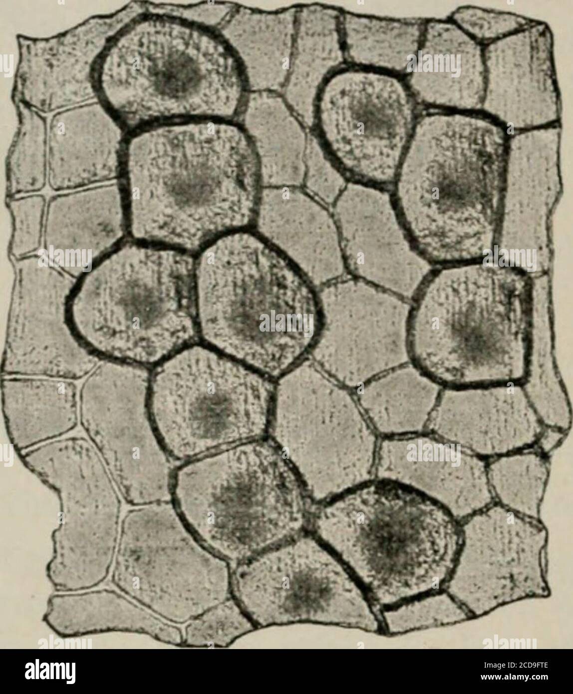 . The microscopy of vegetable foods, with special reference to the detection of adulteration and the diagnosis of mixtures . Fig. 128. Louse seed {Delphinium Staphysagria). Outer epidermis of spermoderm in cross section. (Moeller.) and are marked by beautifully distinct concentric rings. The outgrowthson the cuticle are here finger-shaped, up to 9 ,« broad and 30 ,« long (Fig.128). iS6 t^EED :iEEDS. BLACK CARAWAY. The seeds of Nigella an:ensis L. are irregularly triangular, flattened,about 2 mm. long and 1.2 mm. broad. On the surface they are fmelygranular. The characteristic elements as seen Stock Photo
