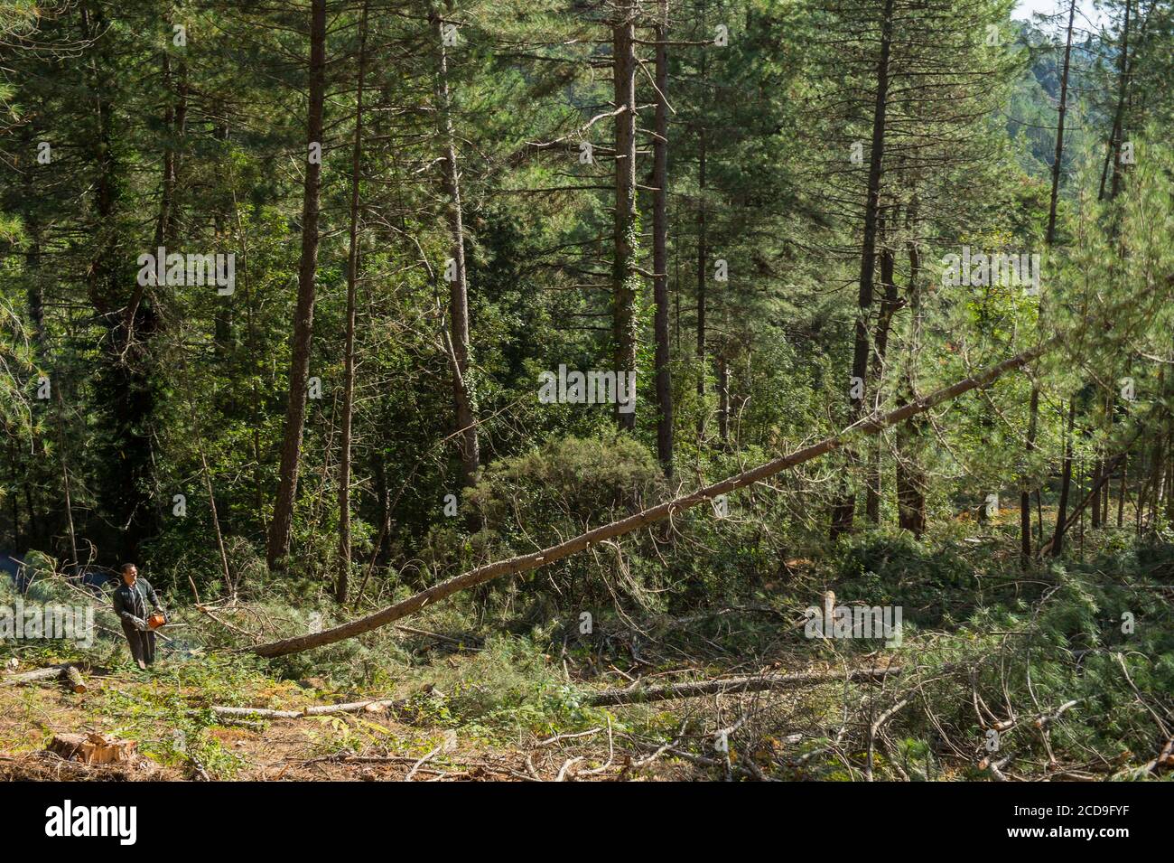 France, Haute Corse, Vivario, in the forest of Verghello, slaughter of conifers by a logger to rehabilitate an old chestnut tree Stock Photo