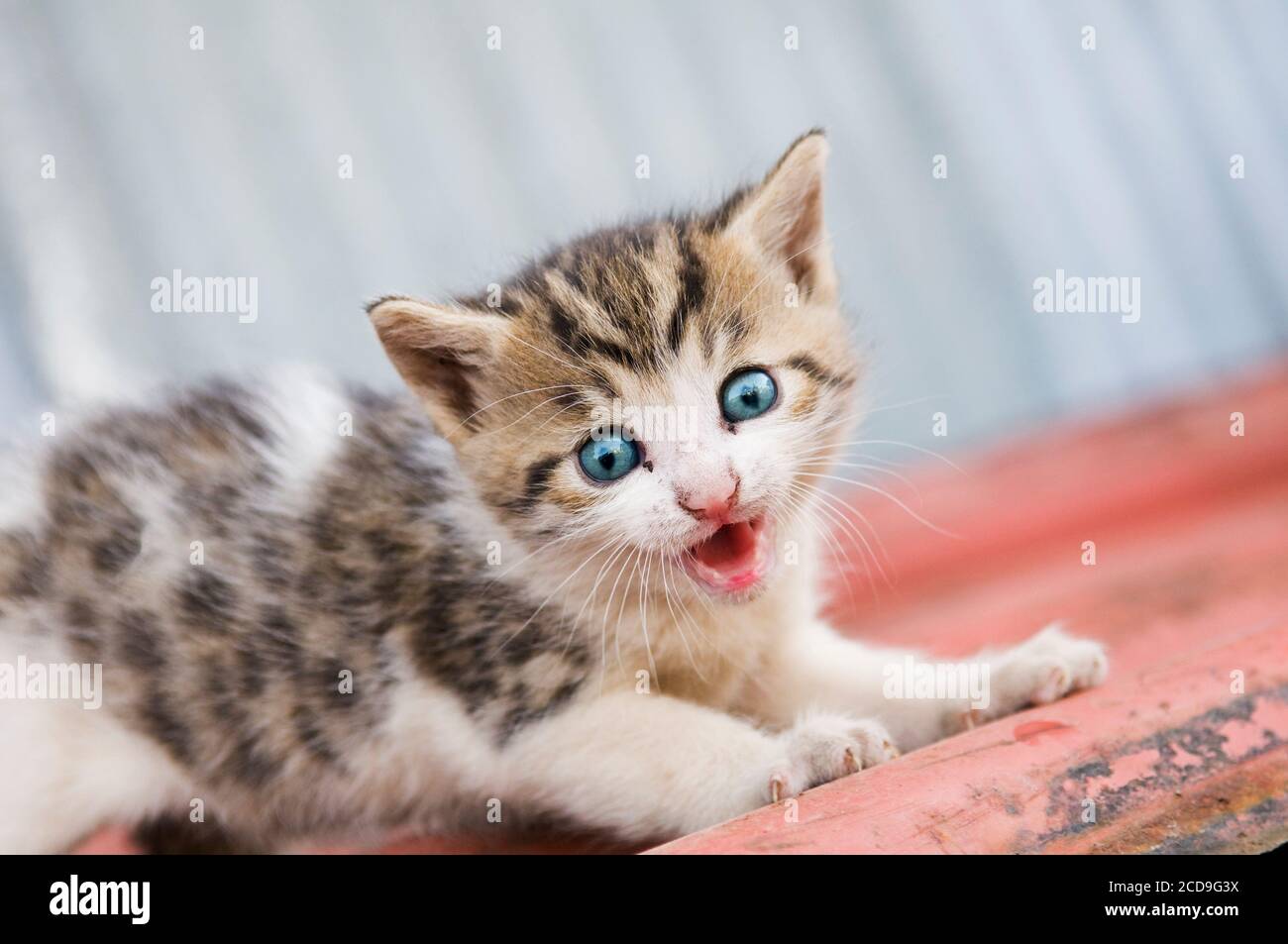 Scared kitten on the roof. Lonely baby cat with beautiful blue eyes meowing  and looking at camera Stock Photo - Alamy