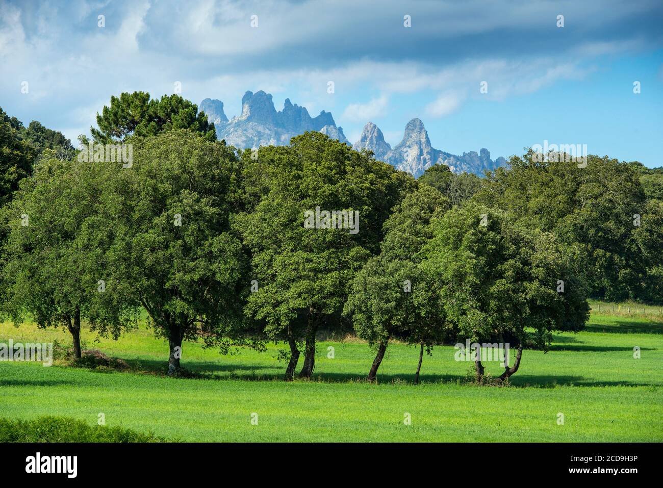 France, Corse du Sud, Alta Rocca, meadow towards the village of San Gavino di Carbini and the Bavella needles Stock Photo