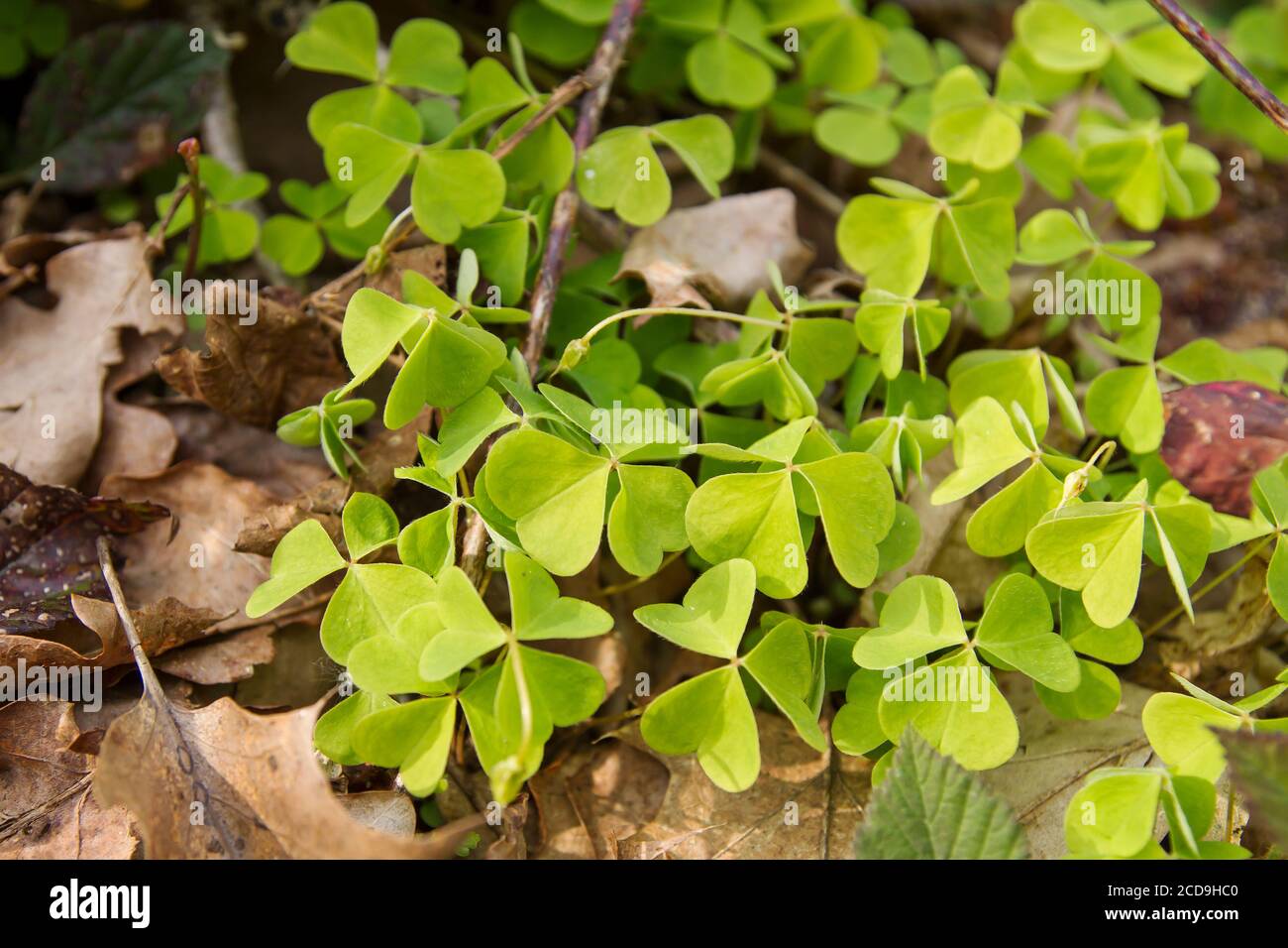 Wood sorrel growing wild Stock Photo Alamy