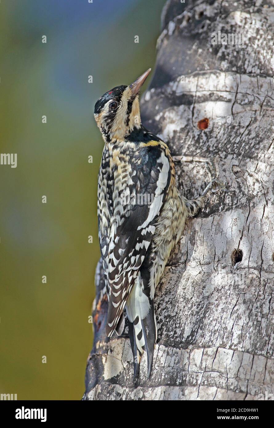 Yellow-bellied Sapsucker (sphyrapicus Varius) Immature Clinging To Palm 