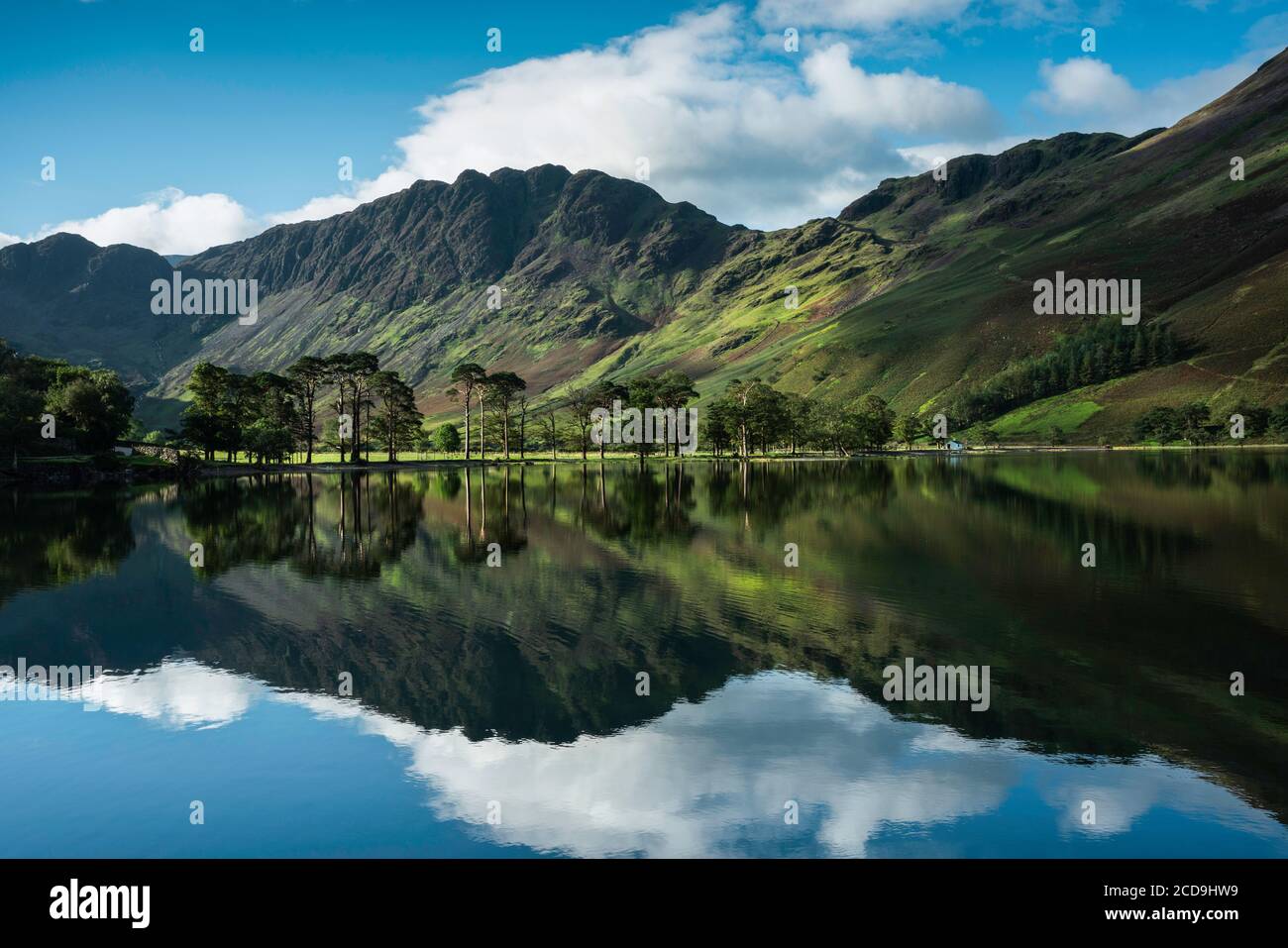 Dappled light on the famous Buttermere pines, reflected in the lake on a calm sunny summer morning.  Buttermere, Lake District, Cumbria, England, UK Stock Photo
