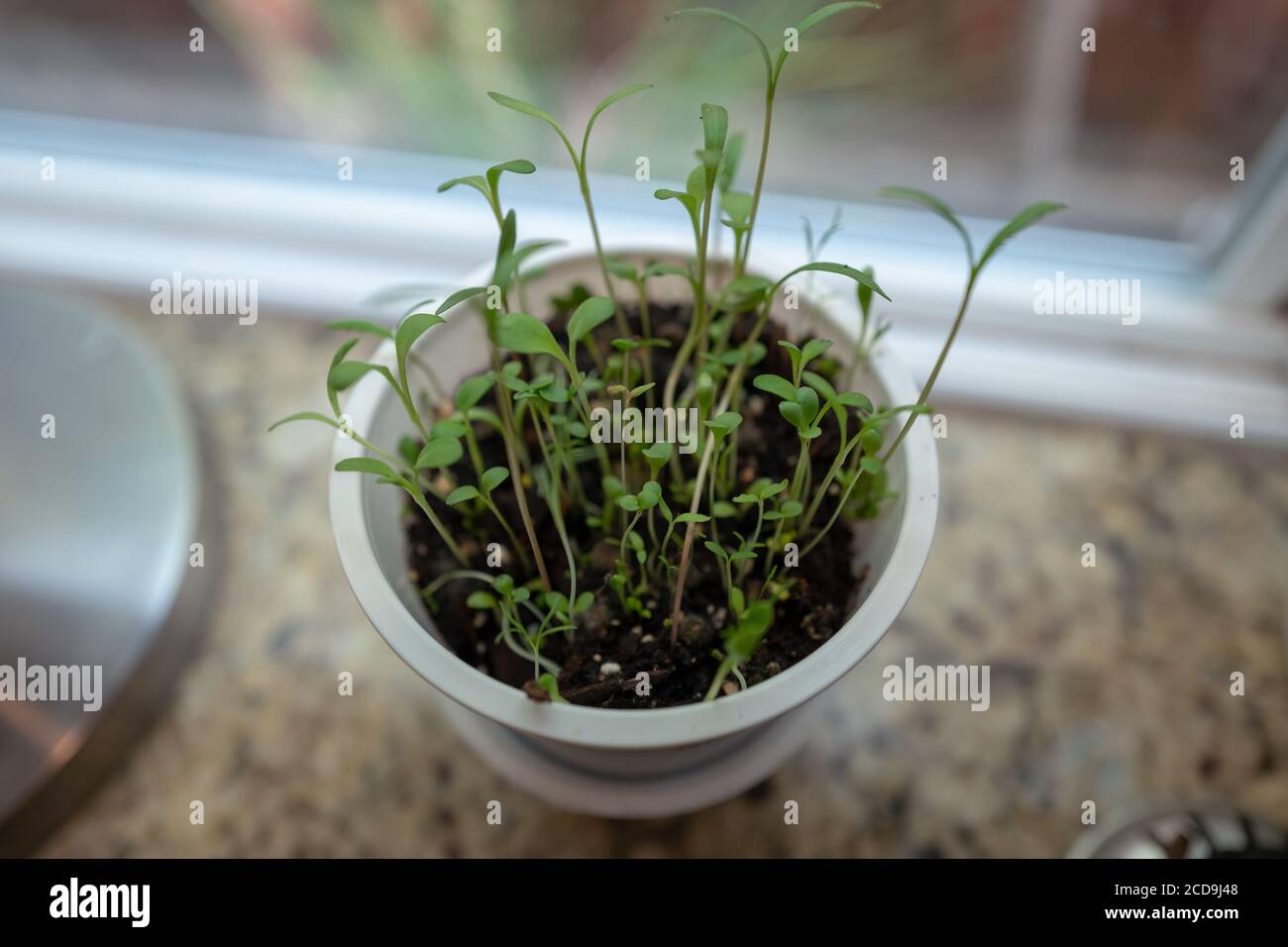 Microcup farm with plant sprouts, an example of a waste plastics reuse product from Annie's Homegrown food company, San Ramon, California, May 27, 2020. () Stock Photo