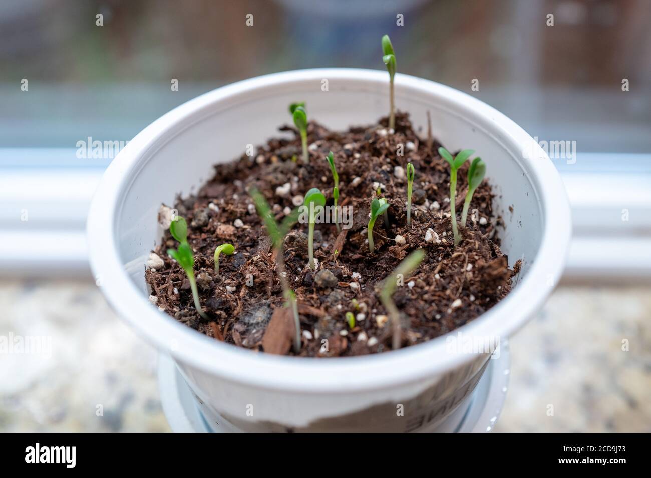 Microcup farm with plant sprouts, an example of a waste plastics reuse product from Annie's Homegrown food company, San Ramon, California, May 23, 2020. () Stock Photo