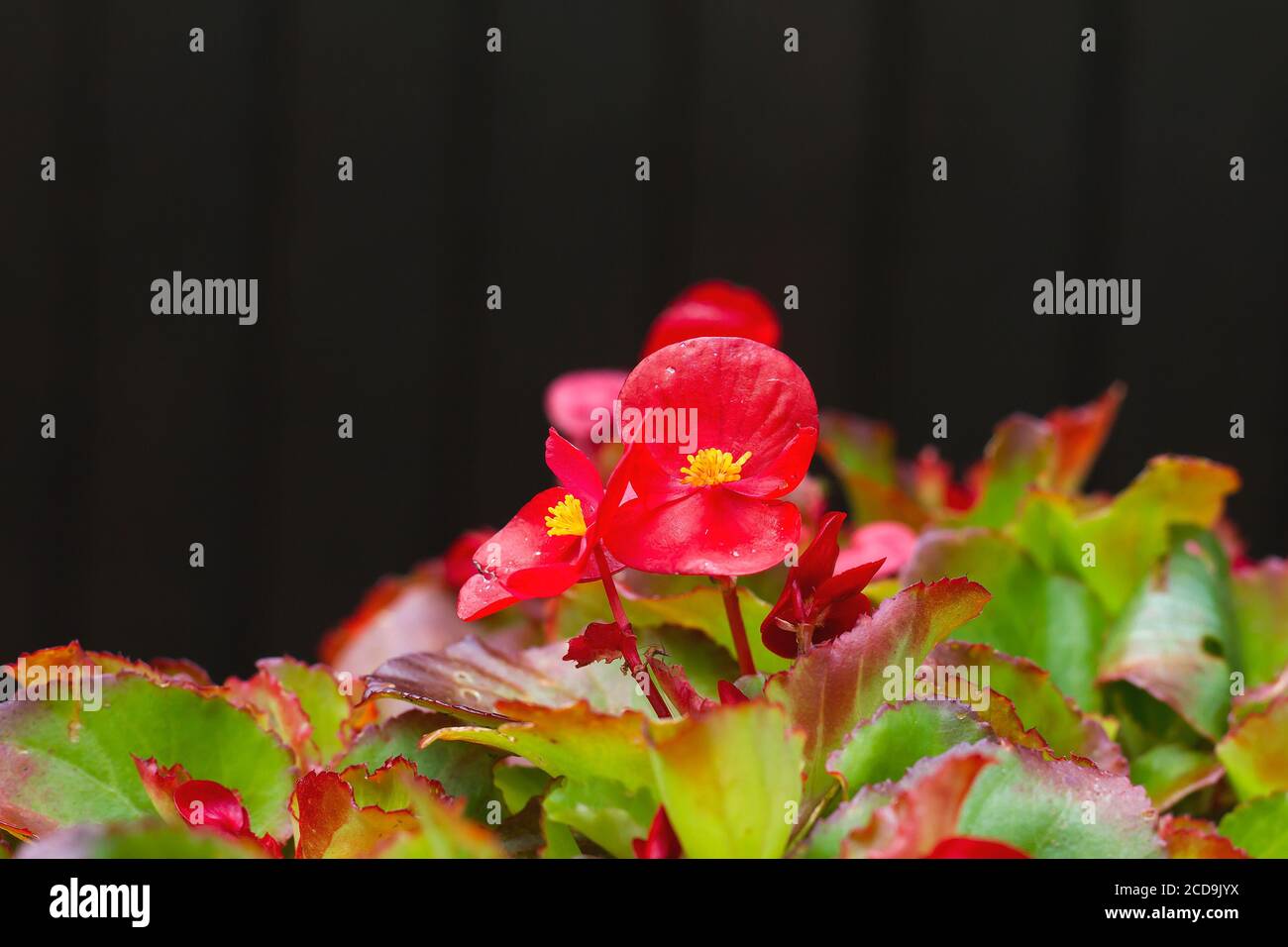 Begonia red flowers Stock Photo