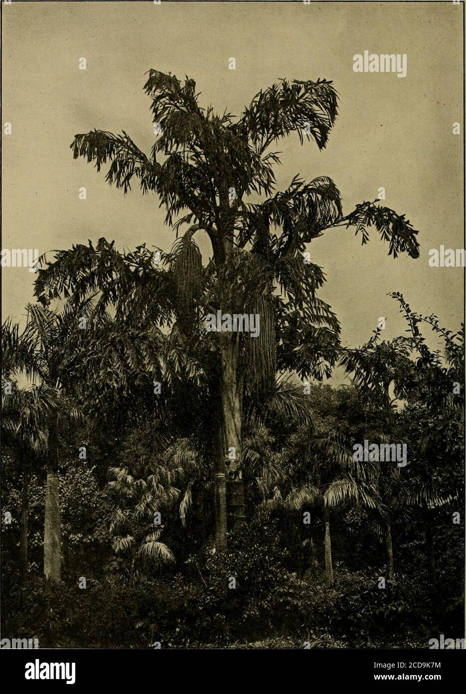 East indian wine palm hi-res stock photography and images - Alamy