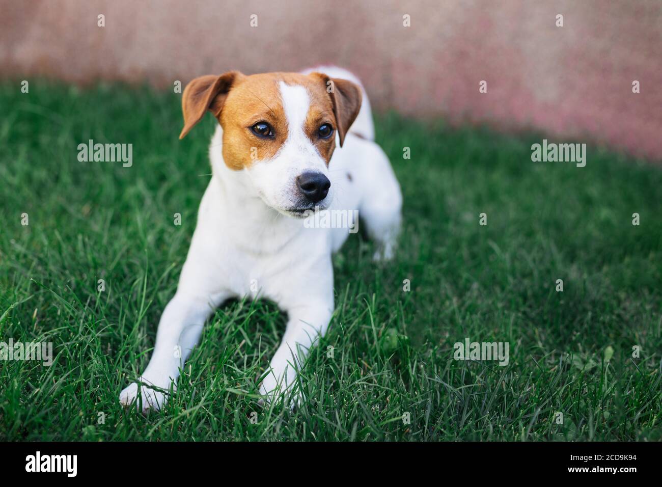 Adorable puppy Jack Russell Terrier laying on a green grass. Portrait