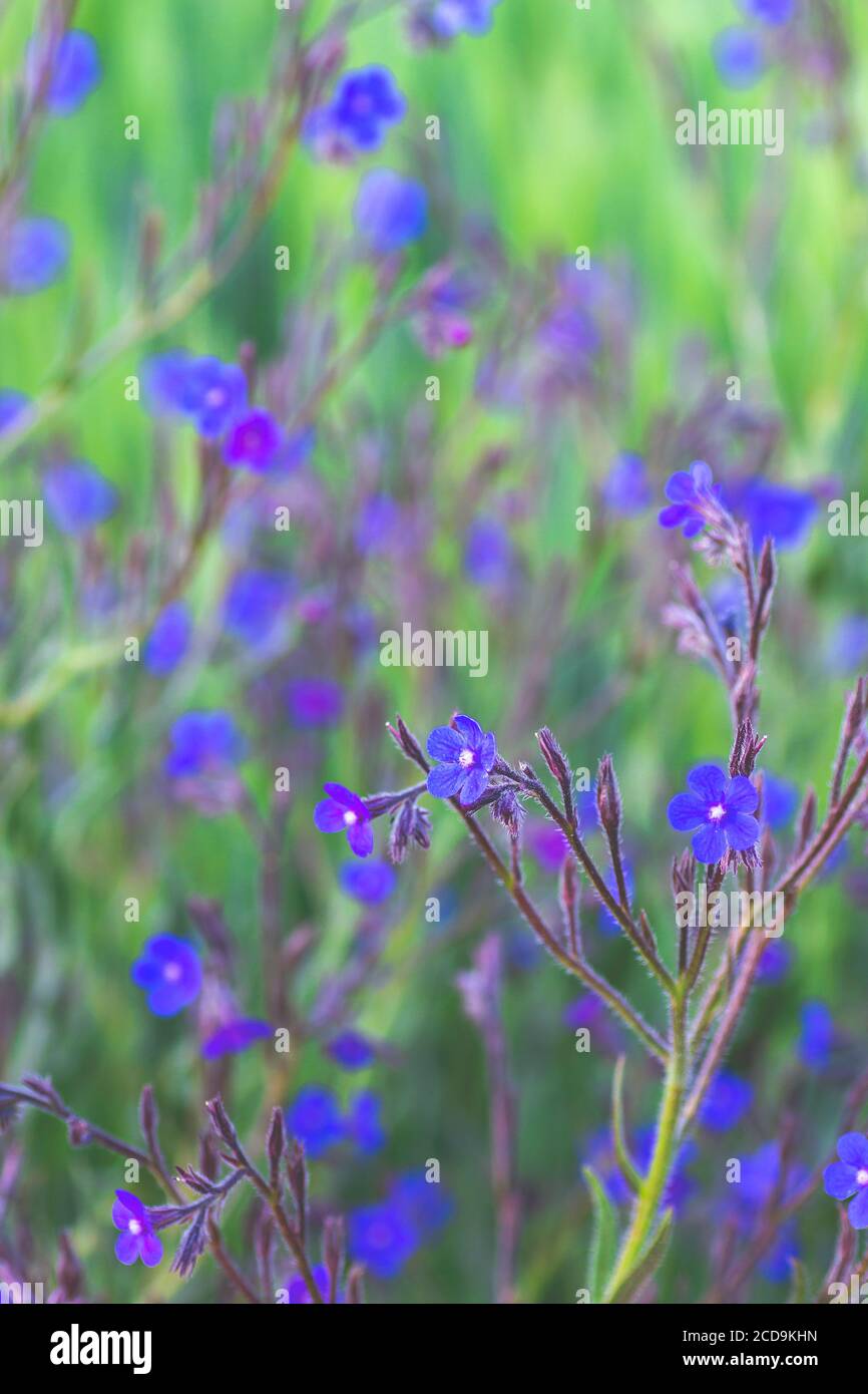 Anchusa italica or garden anchusa purple flowers Stock Photo