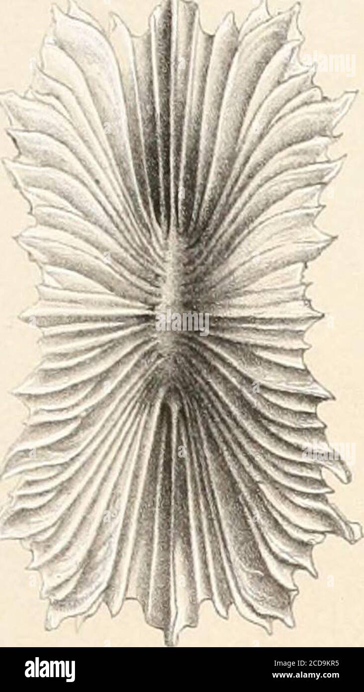 . Report on the scientific results of the voyage of H.M.S. Challenger during the years 1873-76 : under the command of Captain George S. Nares, R.N., F.R.S. and Captain Frank Turle Thomson, R.N. . ...A Berjeau del etbth. .2. DESMOPHYLLUM. 3 7. F L A B E LL U M 8. SP H E N 0 T R OC H U S. Ha.nhart ? The Voyage of H M S Challenger i -porana PI VII. Stock Photo