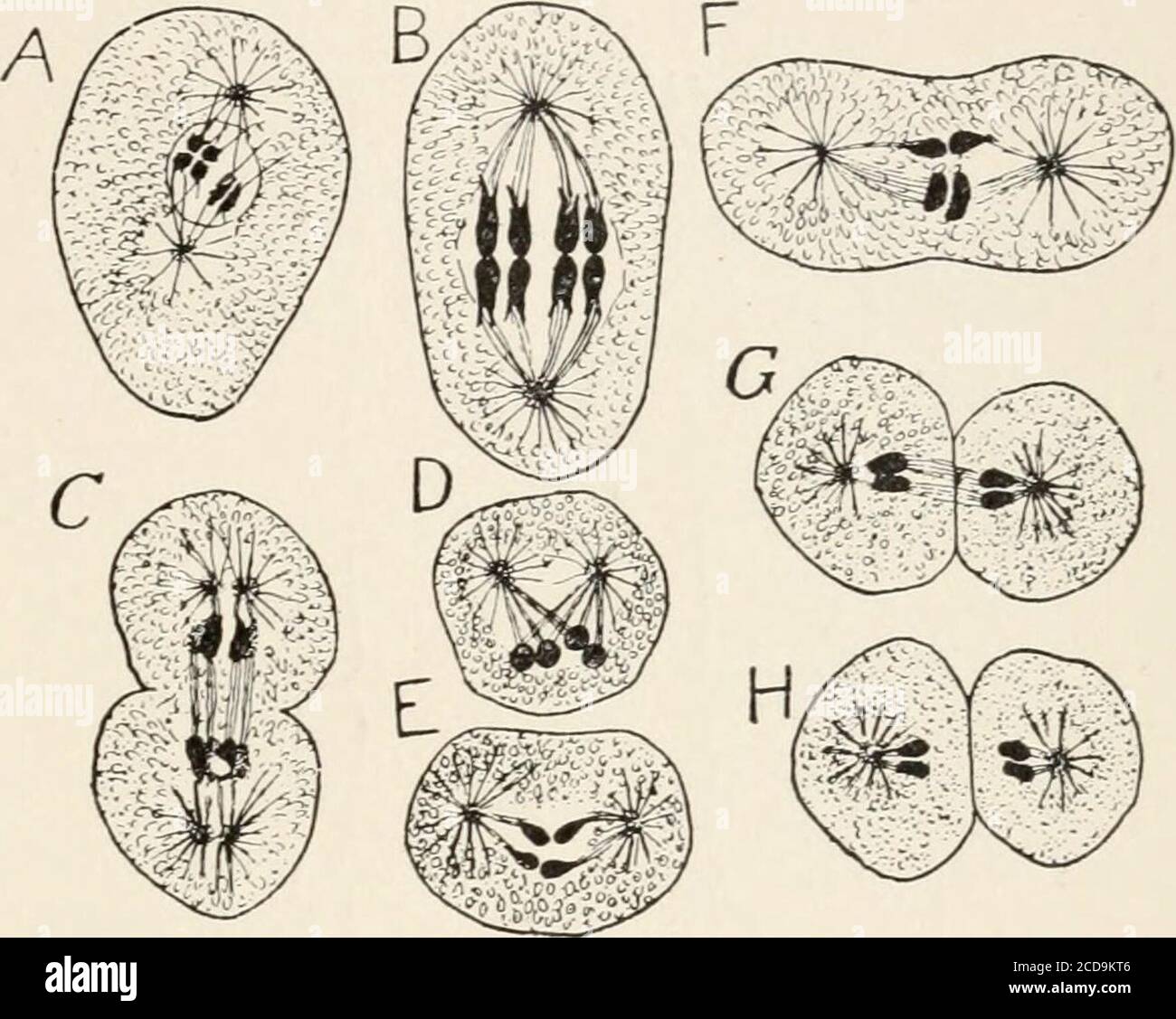 Evolution and animal life; an elementary discussion of facts, processes, laws and theories relating to the life and evolution of animals . iddlepiece, and a longvibratile tail, anorgan of locomotiondifferentiated out Evolution and animal life; an elementary discussion of facts, processes, laws and theories relating to the life and evolution of animals . iddlepiece, and a longvibratile tail, anorgan of locomotiondifferentiated out