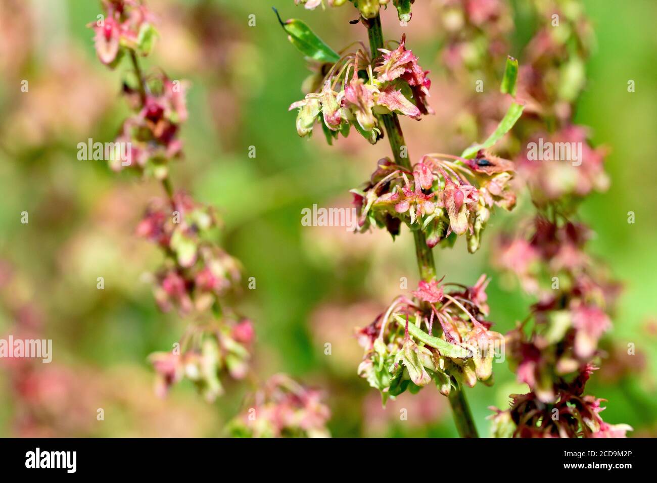 Broad-leaved Dock (rumex obtusifolius), close up showing the fruit or seed pods developing on the plant. Stock Photo