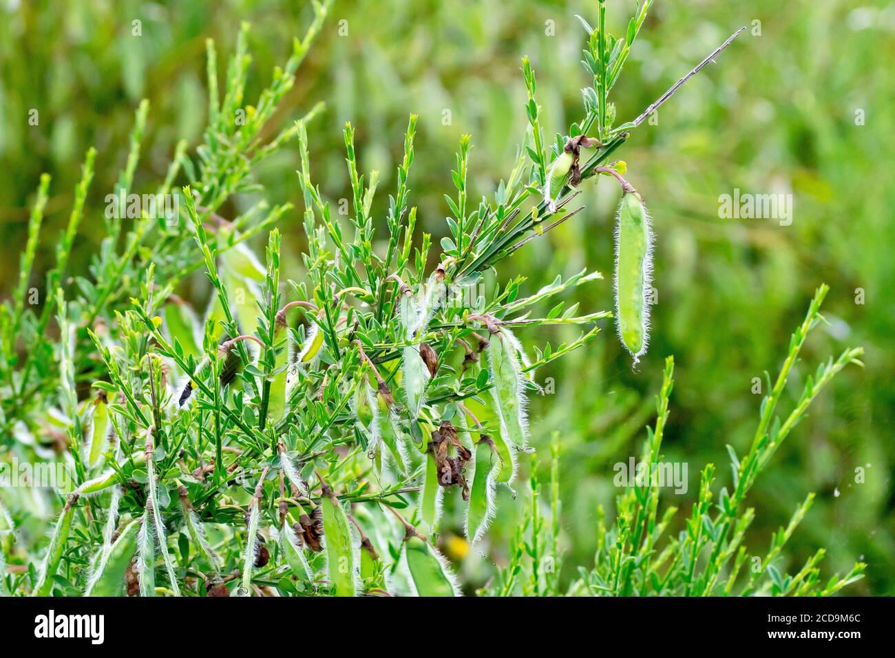 Broom (cytisus scoparius), close up of the shrub's pea-like seed pods. Stock Photo