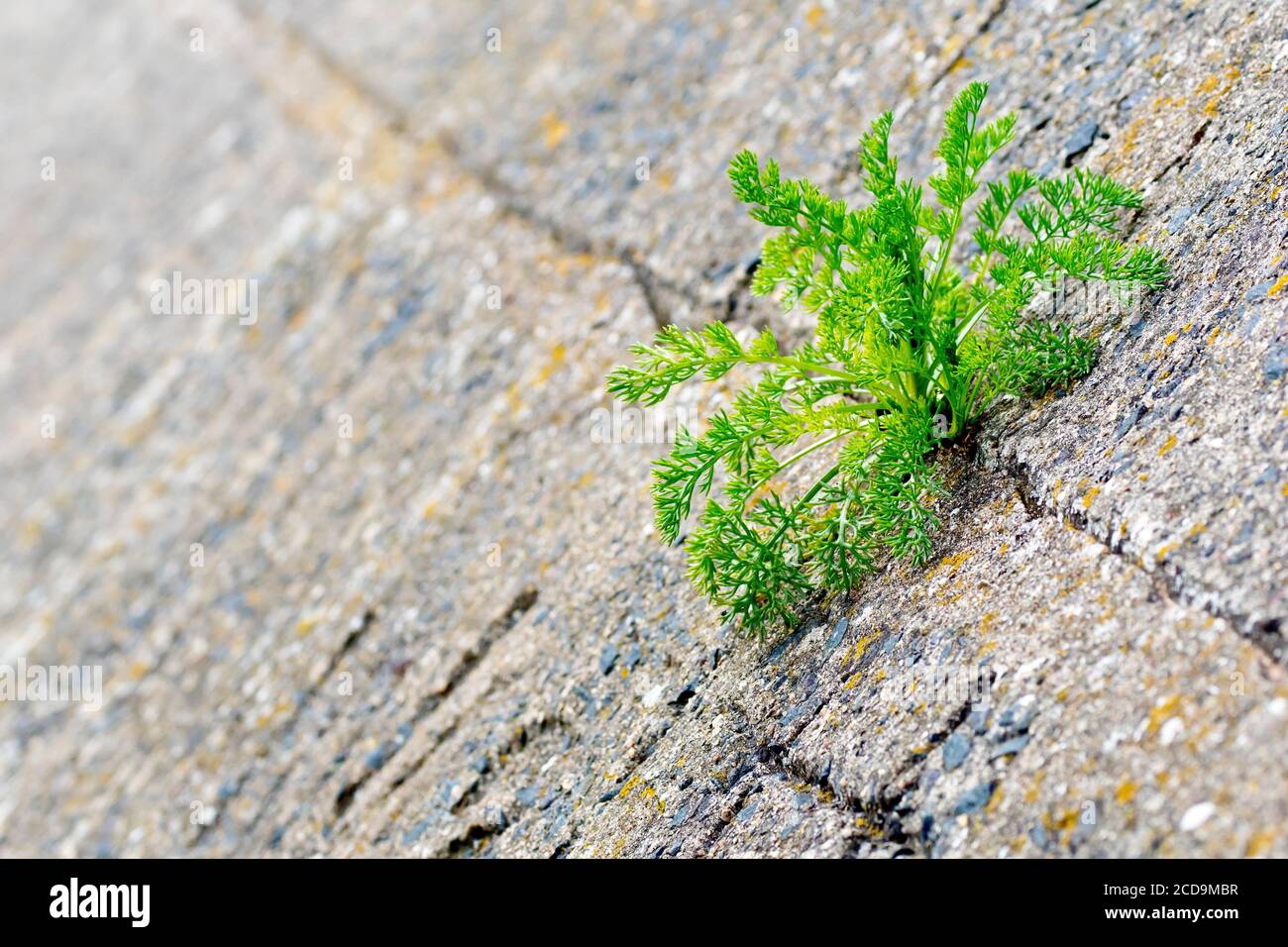 Close up of a Mayweed plant (tripleurospermum, matricaria) sprouting from a crack in the concrete sea defences along the shore. Stock Photo