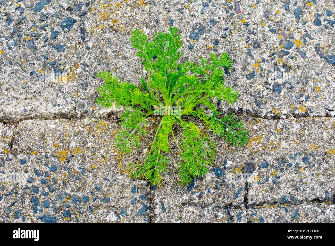 Close up of a Mayweed plant (tripleurospermum, matricaria) sprouting from a crack in the concrete sea defences along the shore. Stock Photo