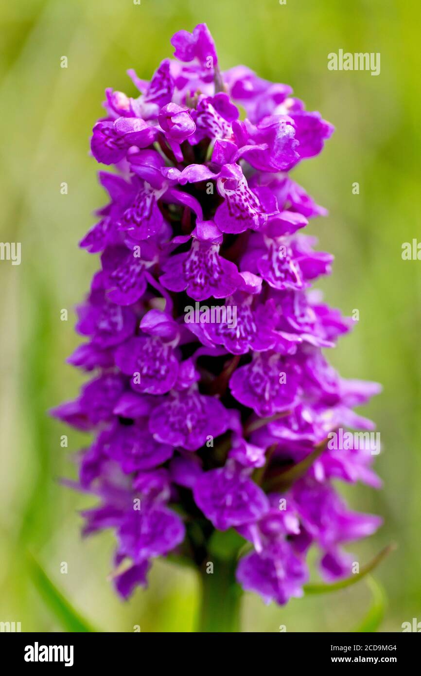 Northern Marsh Orchid (dactylorhiza purpurella, dactylorchis purpurella), close up of a single flower, isolated by a shallow depth of field. Stock Photo