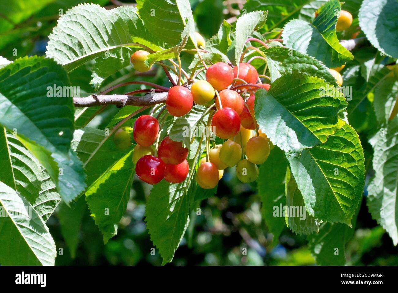 Wild Cherry Prunus Avium Close Up Showing The Fruit Or Cherries Ripening On The Tree Stock Photo Alamy