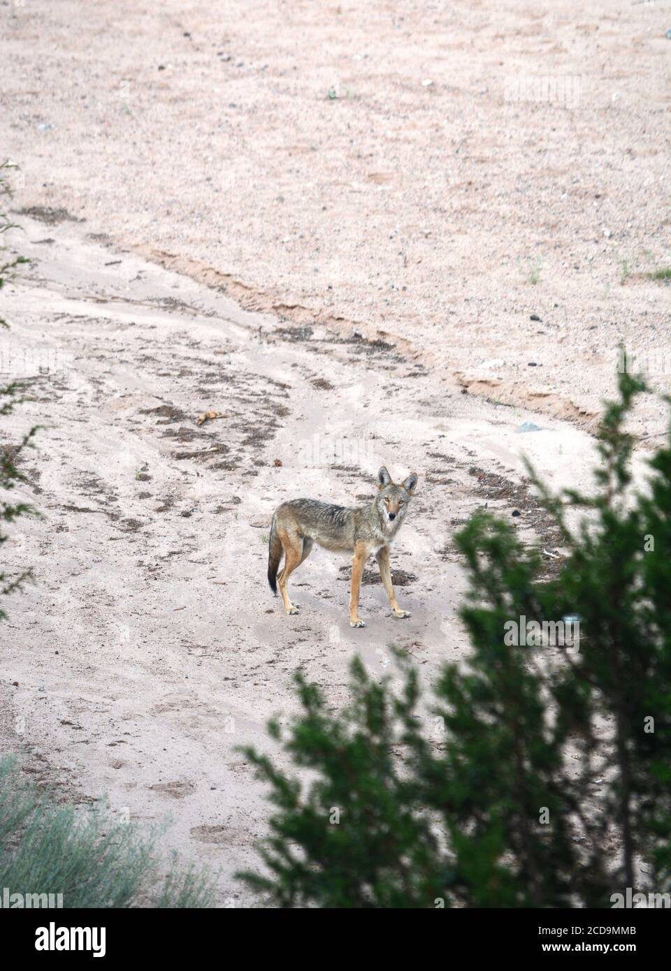 Coyotes in Arizona – Desert photos – Tjs Garden