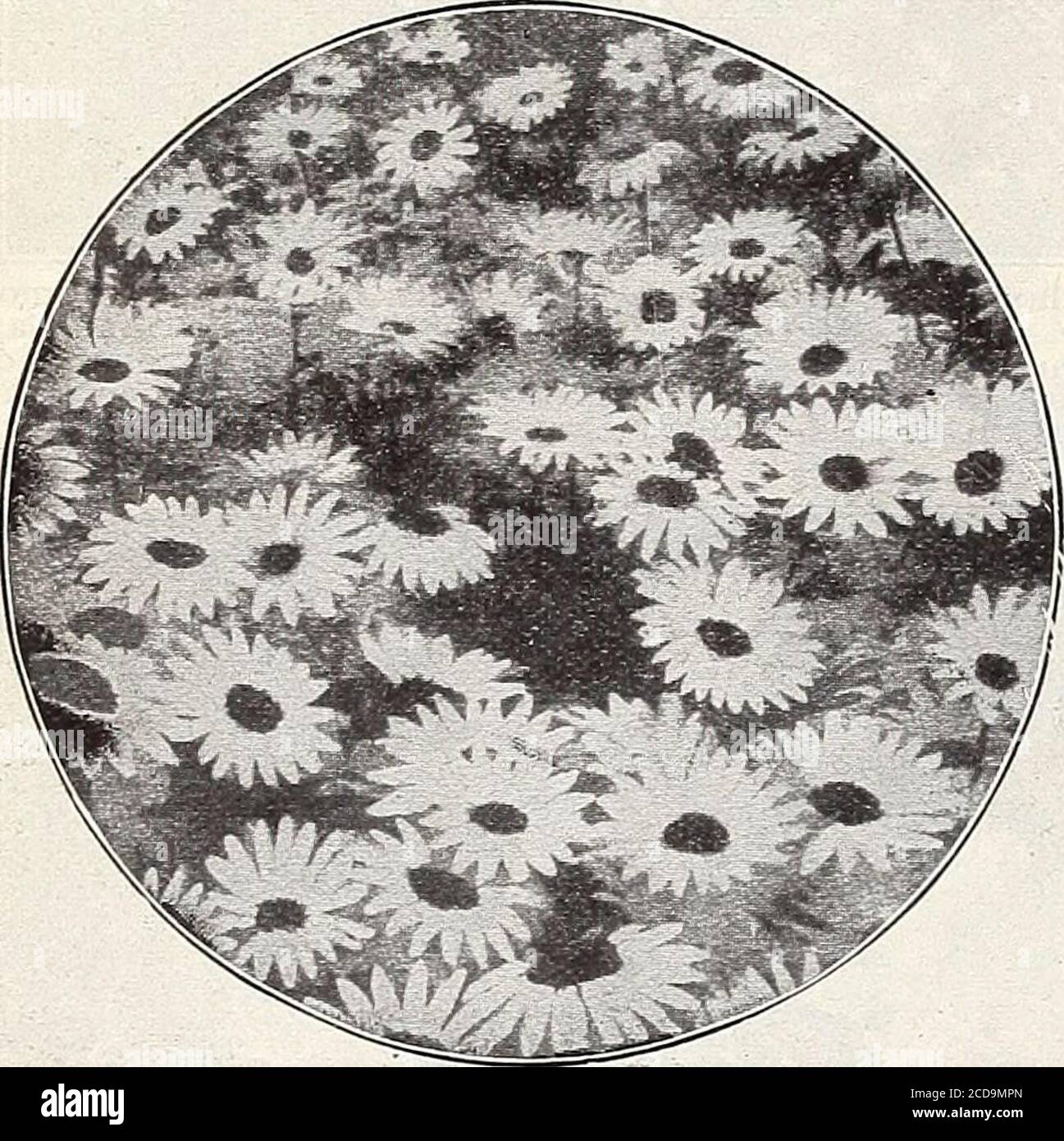 . Farm and garden annual : spring 1913 . 00 BOLTONIA—False Chamomile.Asteroides—4 feet, October. White. A beautiful plant, producing Aster-like flowers in great profusion. Among the most useful of hardyplants for supplying cut flowers. Each 15c; per doz $1.50 CAMPANULA—Bluebells. Perhaps the most popular of all border plants. C. Carpatica—1 foot, June. Blue. Each 15c; per doz $1.50 C. Grandiflora—2 feet, July. Flowers a rich blue; a superb variety. Each 20c; per doz $2.00 C. Van Honttei—2 feet, June. Blue. Each 20c; per doz $2.00 CHRYSANTHEMUM— Marguerite. The hardy Margueritesare now general Stock Photo