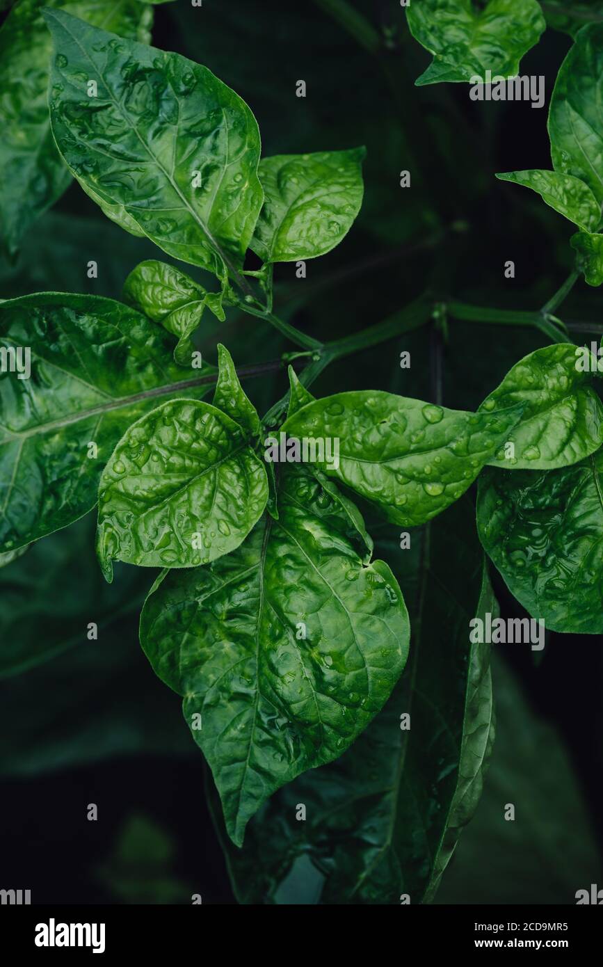 Leaves of Habanero Peppers Stock Photo Alamy