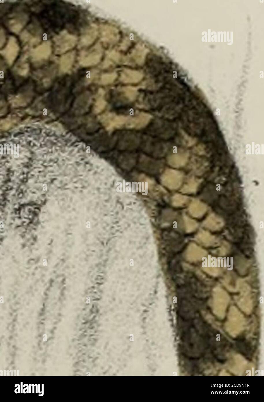 Faune de la Sénégambie, vertébrés . PLANCHE XllI Figure 1. — Macroscincus  Cocleaul, B. du Boc, — 1/2 grand, uat. I.iaprès un exemplaire vivant  capturé à lileo Branco (Cap-Vert), pendant la